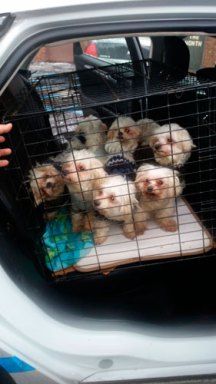 Dapper dogs rescued in Gravesend