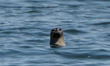 Seals of approval! Growing seal population proof the harbor is getting cleaner, expert says
