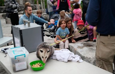 Party animals! Dumbo Family Fest brings critters, kids to Brooklyn Bridge Park