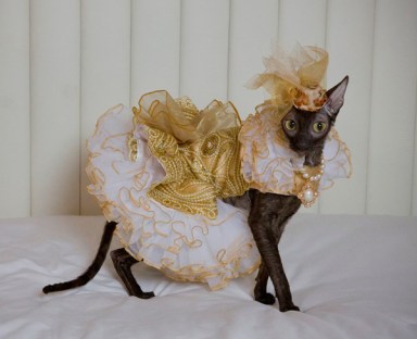 Glamourpuss: Fancy feline photos dress up Brooklyn Bridge Park
