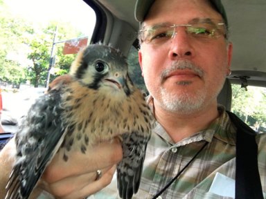 Kensington hero saves sickly kestrel — two months after rescuing imperiled goose!