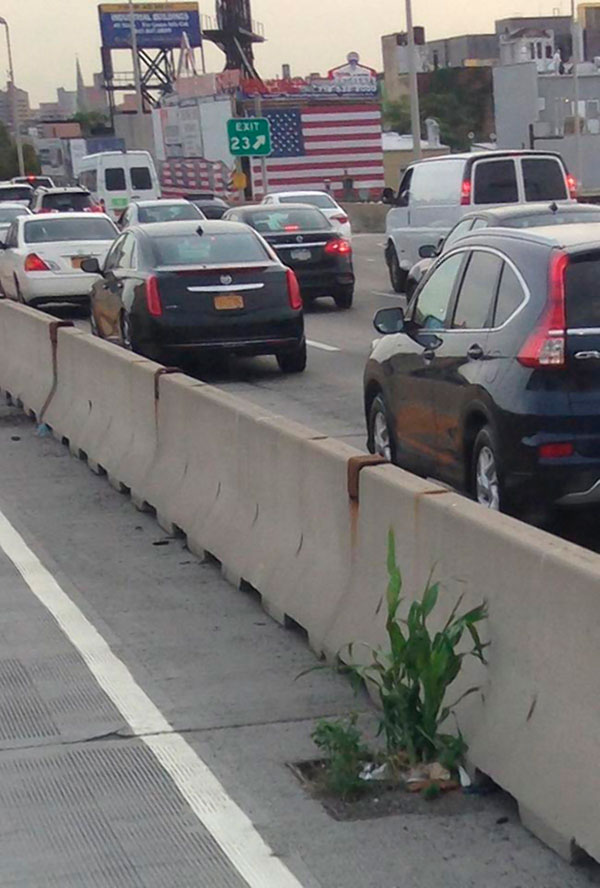 A-maize-ing! Corn growing on Gowanus Expressway