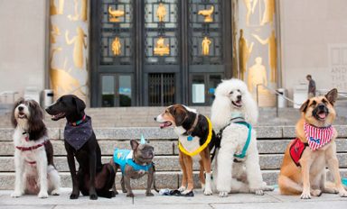 Summer’s tail: Library has a party for pooches