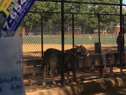 Udder chaos: Loose cow corralled by cops in P’Park after spending hours on the range