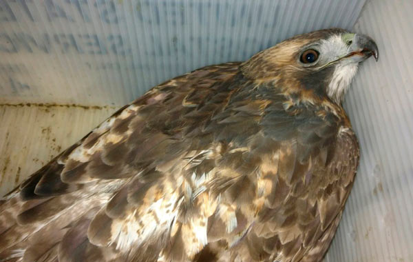 Last supper: Poisoned red-tailed hawk found in P’Park dies after eating contaminated rat