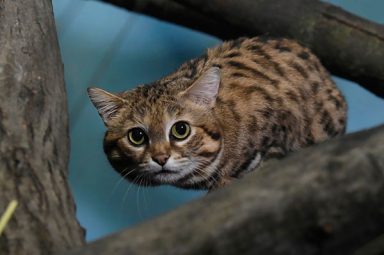 Bachelor on the prowl: Prospect Park zookeepers welcome male African cat, hope female, babies will follow