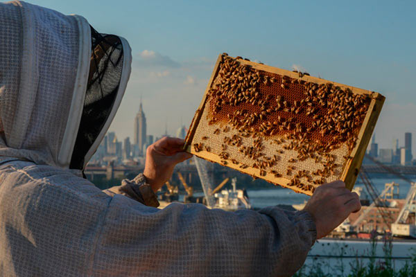 Bee is for Brooklyn! Rooftop farm teaches urban honey harvesting