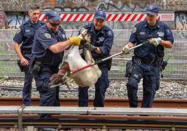 Got his goats! Jon Stewart collects animals recovered from subway tracks, delivers them to rescue farm