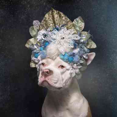 Canine cuties: Photo exhibit shows soft side of pit bulls