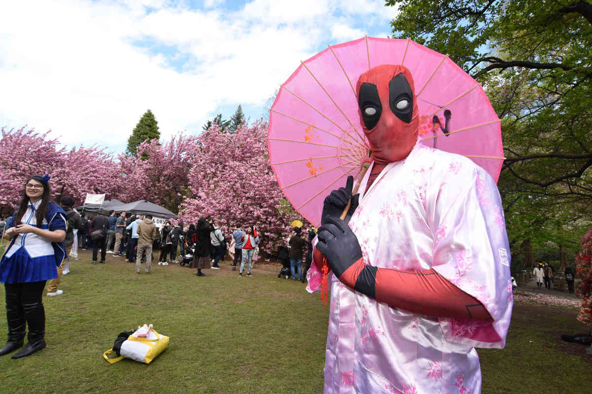 Full bloom: Brooklyn Botanic Garden celebrates cherry blossom season with cultural performances
