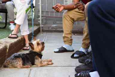 Incarcerated kids training service dogs at Crown Heights detention facility