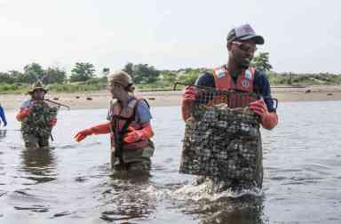 Selfless shellfish: Environmental do-gooders plant oysters to clean up Coney creek