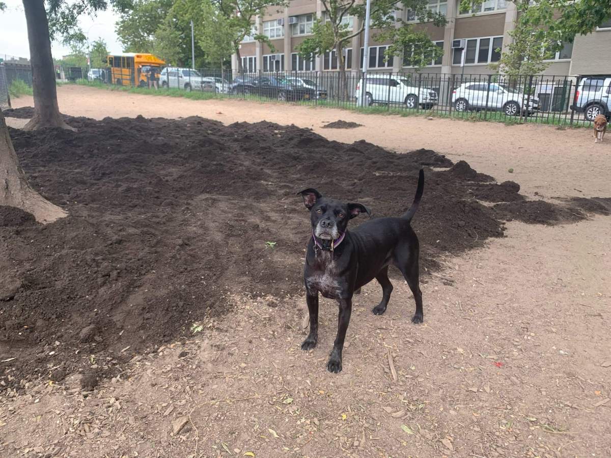 a dog in the dog park