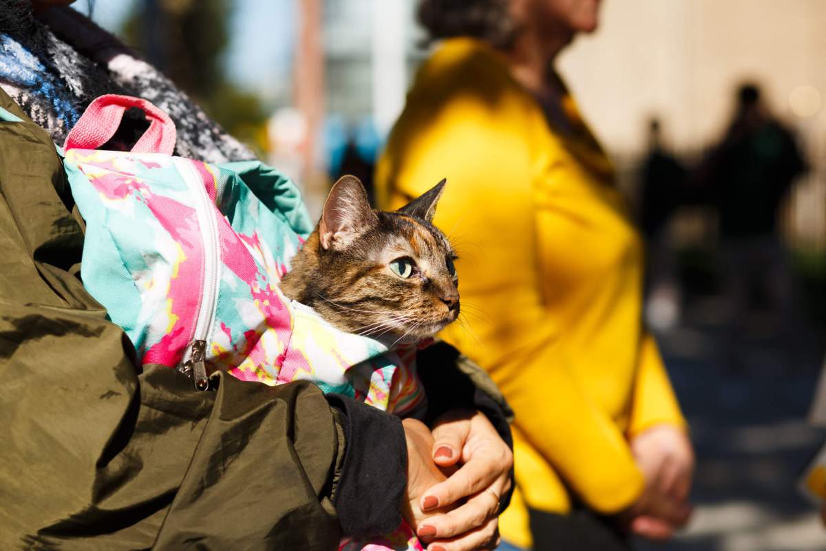 Bay Ridge Blessing of the Animals