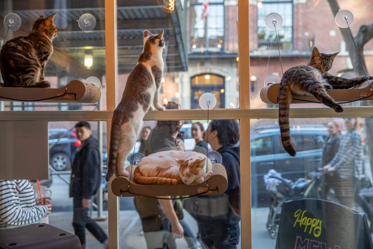 brooklyn cat cafe