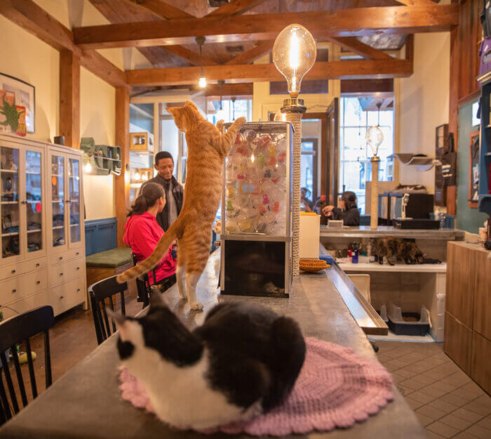 interior brooklyn cat café feline film festival