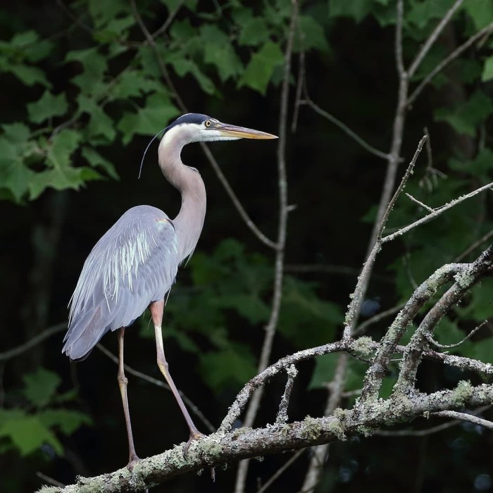 great blue heron