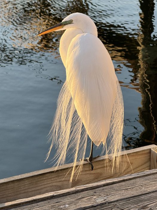 great egret