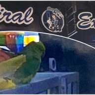 parrot in bay ridge smoke shop